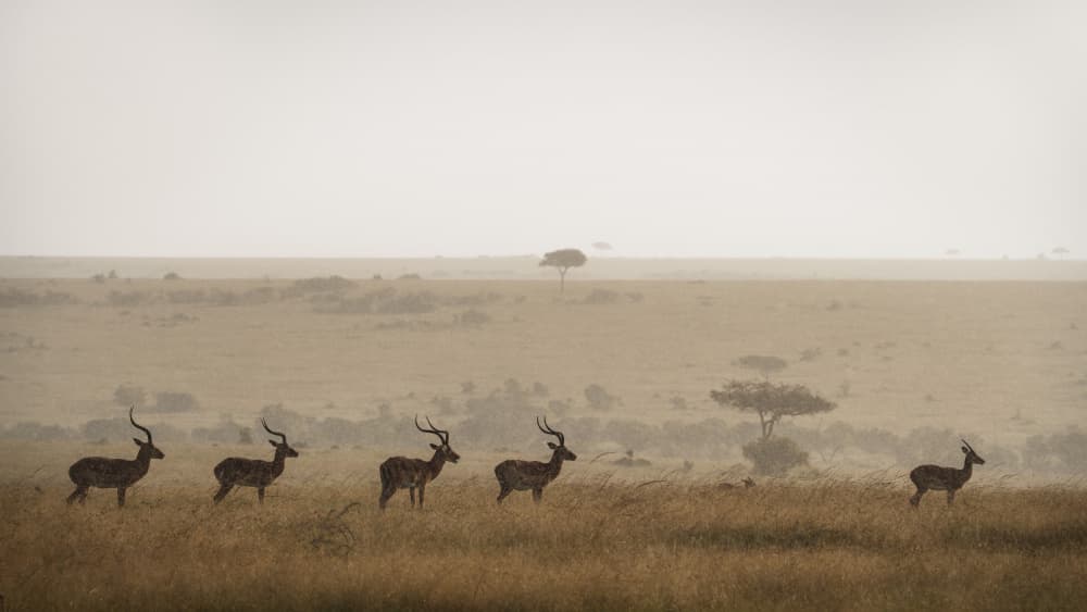 Serene Safari Antelopes by Roberto Marchegiani — canvas wall art