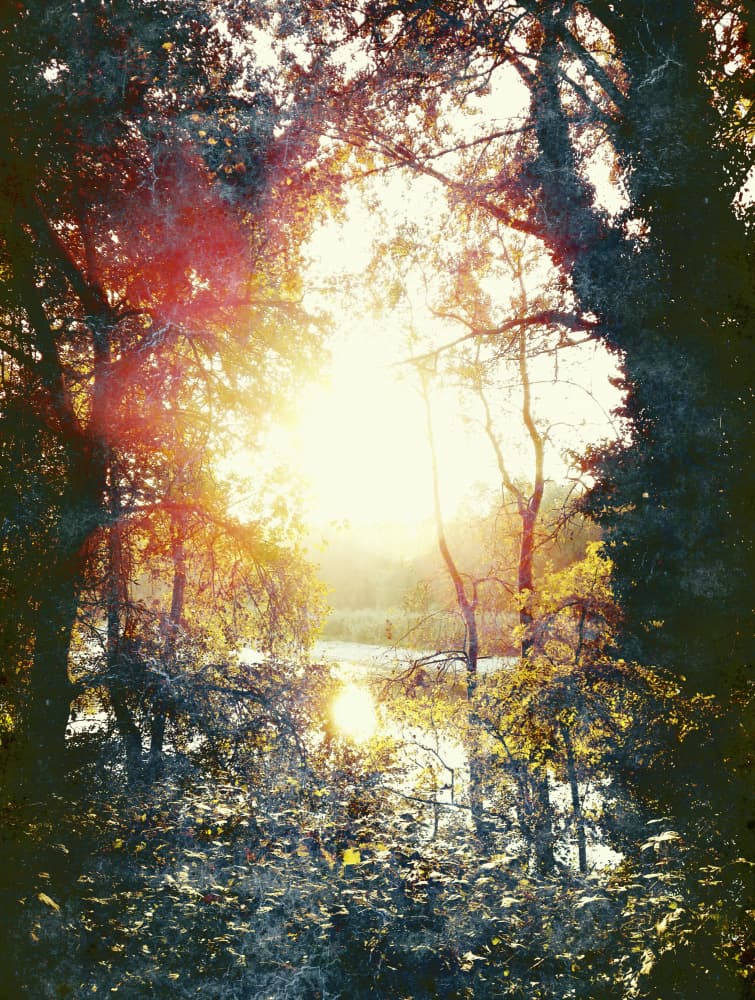 Sunlit Forest Reflection by Angelo Cerantola — canvas wall art