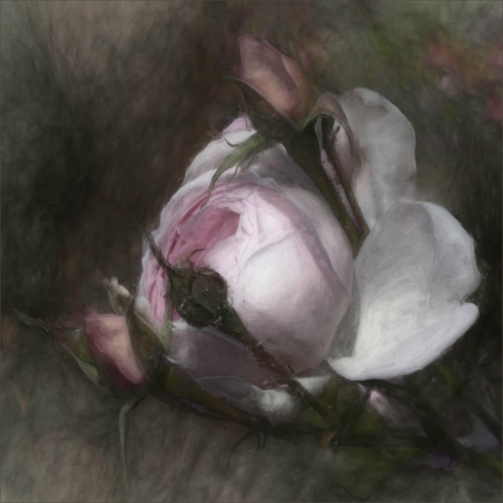 Soft Pink Roses by Gilbert Claes — canvas wall art