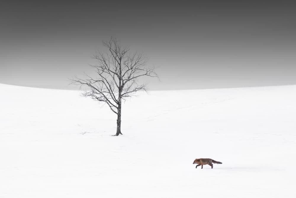 Solitary Fox Winter Tree by Bingo Z — canvas wall art