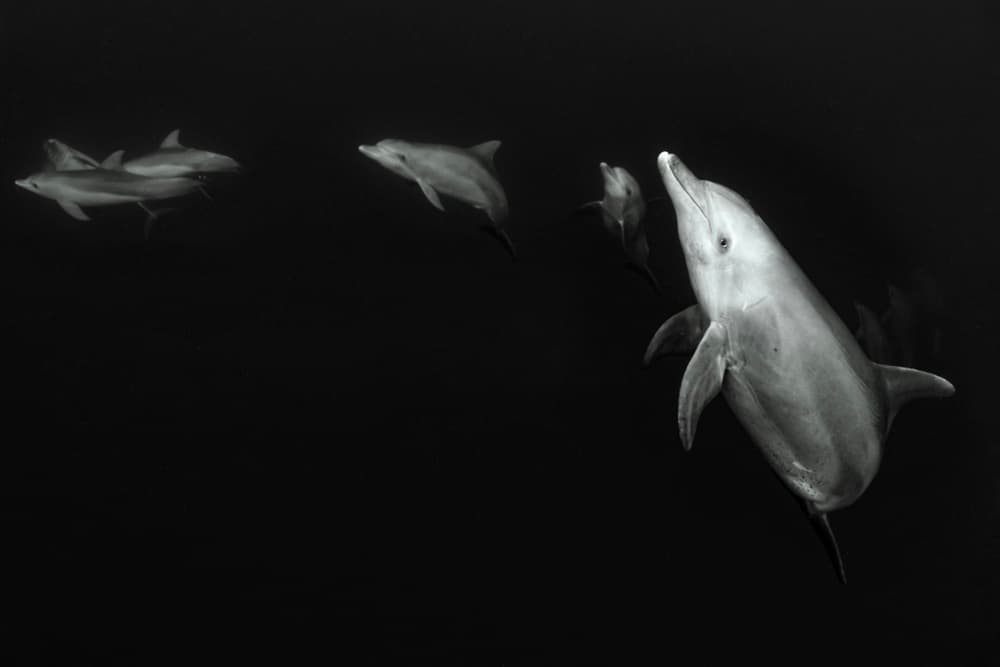 Dolphin Pod Dark Water by Serge Melesan — canvas wall art