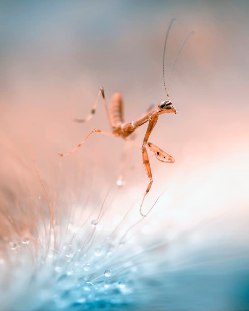 Mantis on Dew Drops by Fauzan Maududdin — canvas wall art