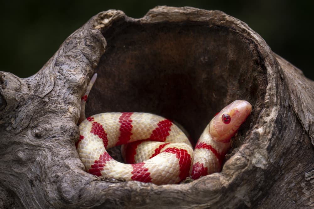 Albino Snake in Log by Ajar Setiadi — canvas wall art