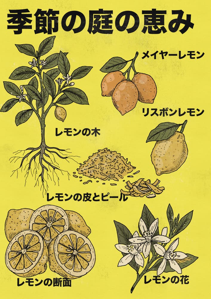 Lemon Tree and Fruit by Nicholas — canvas wall art