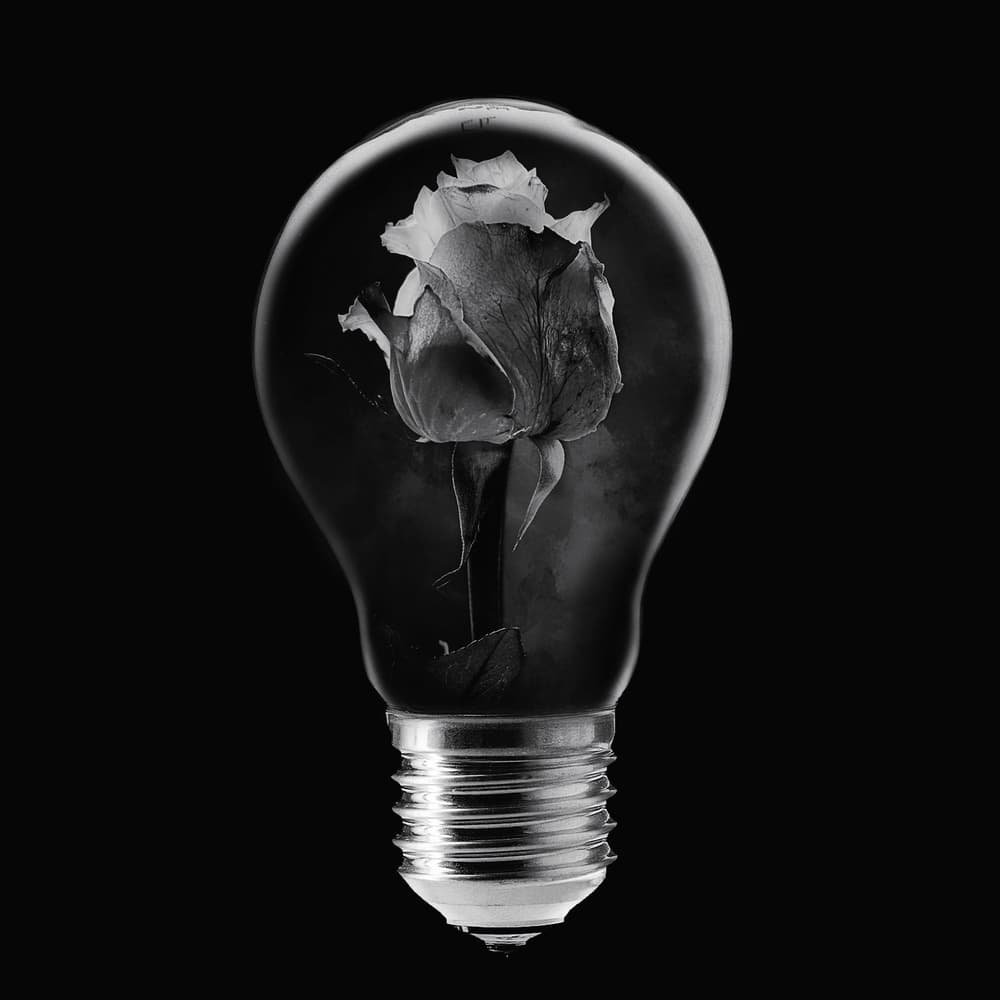 Rose Encased Light by Stefan Eisele — canvas wall art