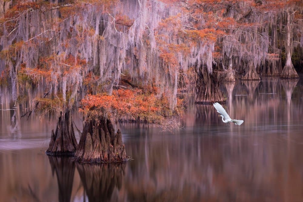 Egret Flying Autumn Cypress by Dennis Zhang — canvas wall art