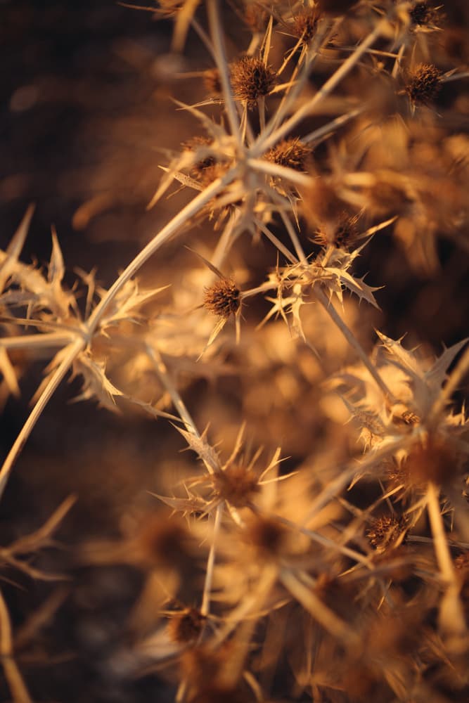 Golden Thorns by Javier Pardina — canvas wall art