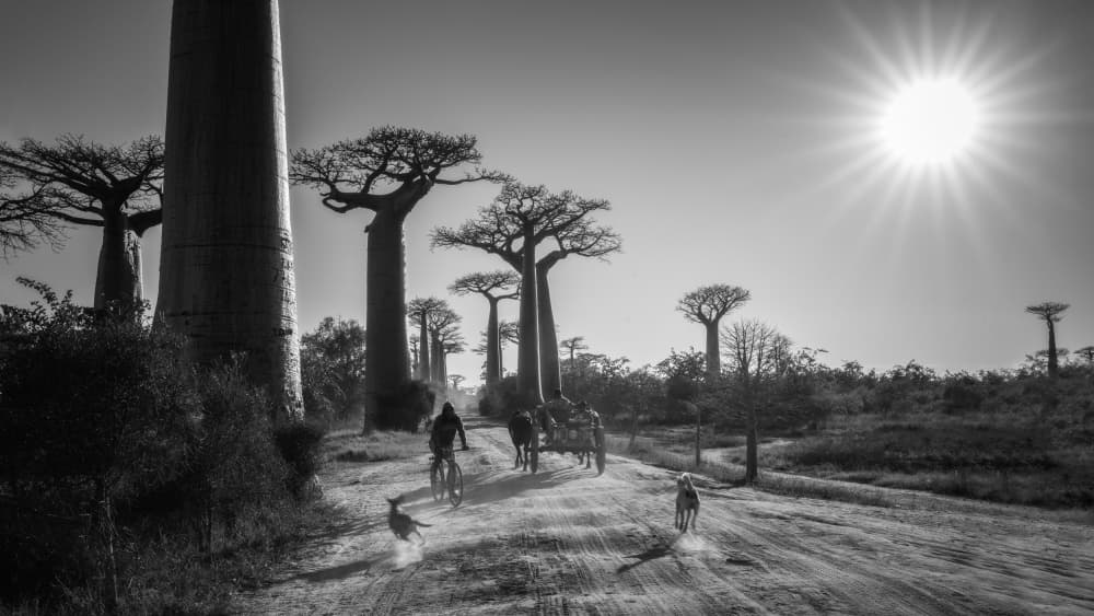 Avenue of Baobabs by Andreea Selagea — canvas wall art