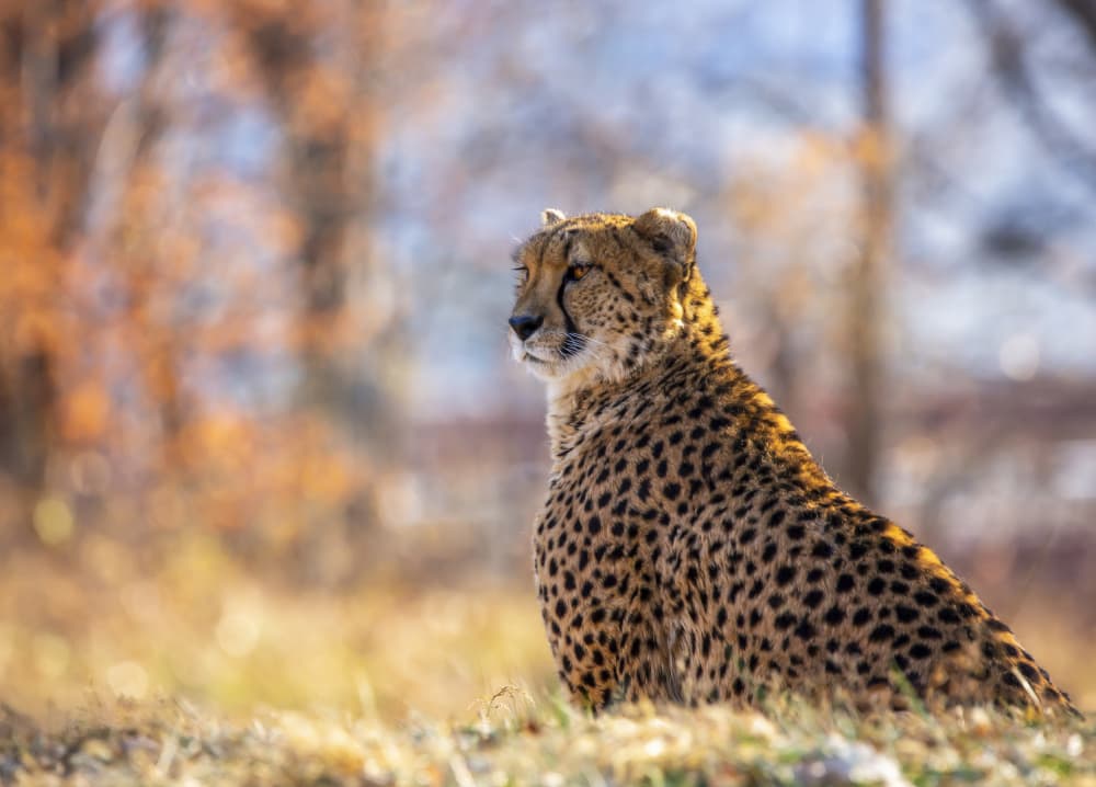 Golden Light Cheetah by Ozan AKTAS — canvas wall art