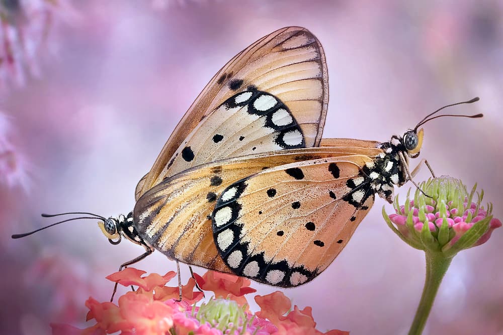 Mating Butterflies on Flowers by Fauzan Maududdin — canvas wall art