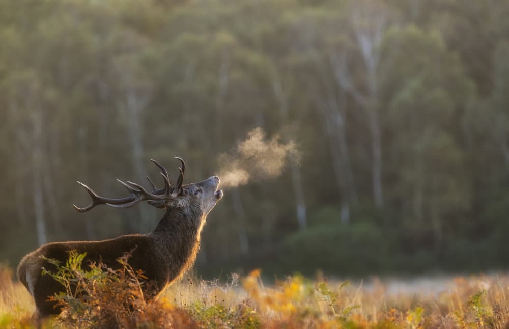 Majestic Stag Roars by Radojica Jevric fotorax — canvas wall art