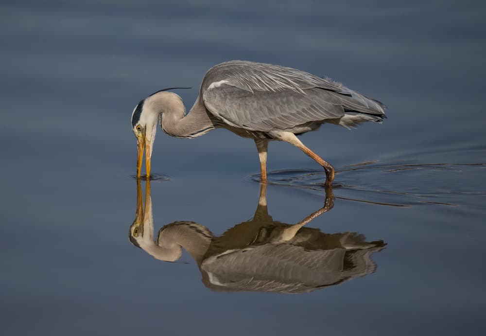 Graceful Heron Reflection by Keren Or — canvas wall art