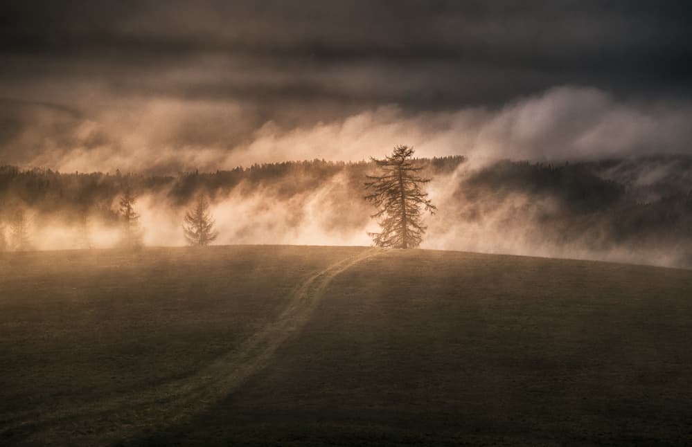 Golden Morning Mist by Peter Svoboda MQEP — canvas wall art