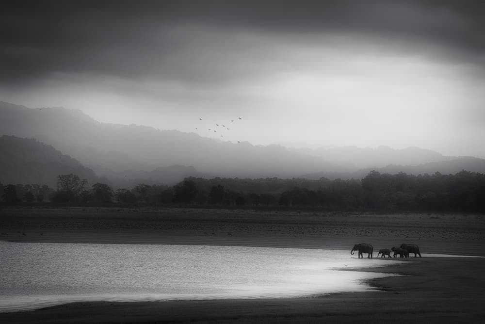 Misty Elephant Family by swapnil deshpande — canvas wall art
