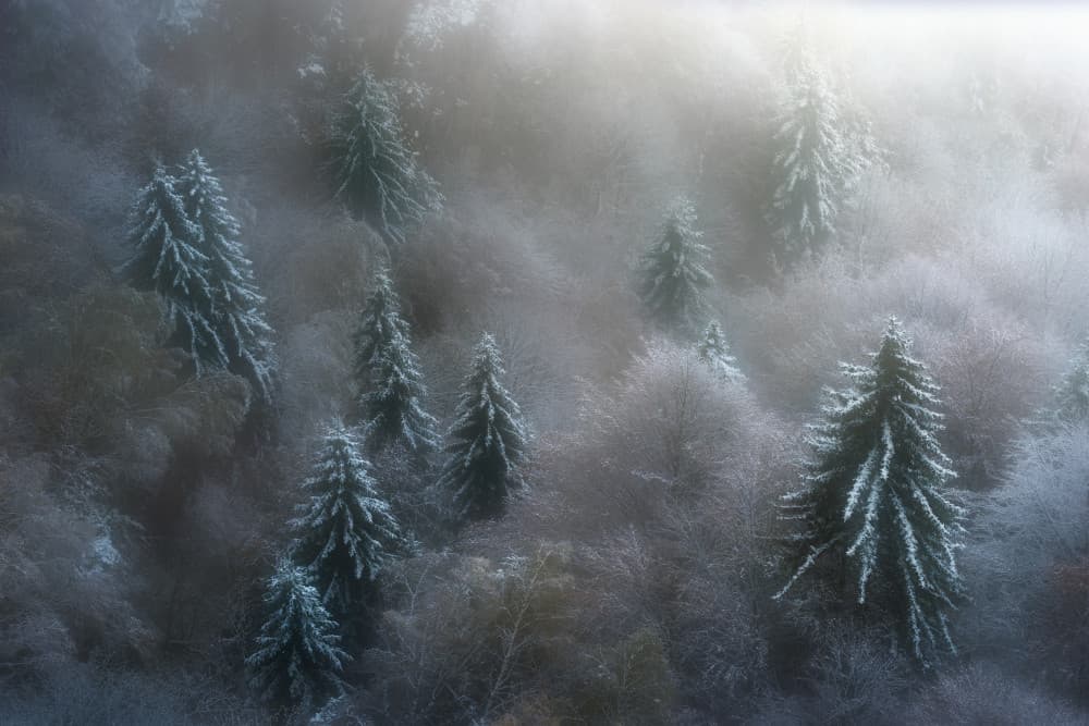 Misty Winter Forest by Szabo Zsolt Andras — canvas wall art