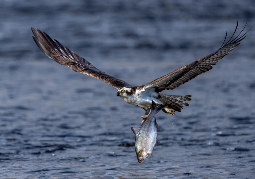 Osprey Catches Fish by Hannah & Wei — canvas wall art