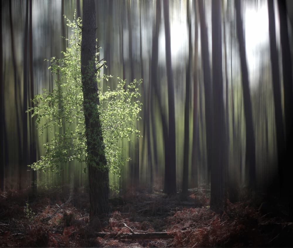 Mystical Forest Light by Anna Cseresnjes — canvas wall art