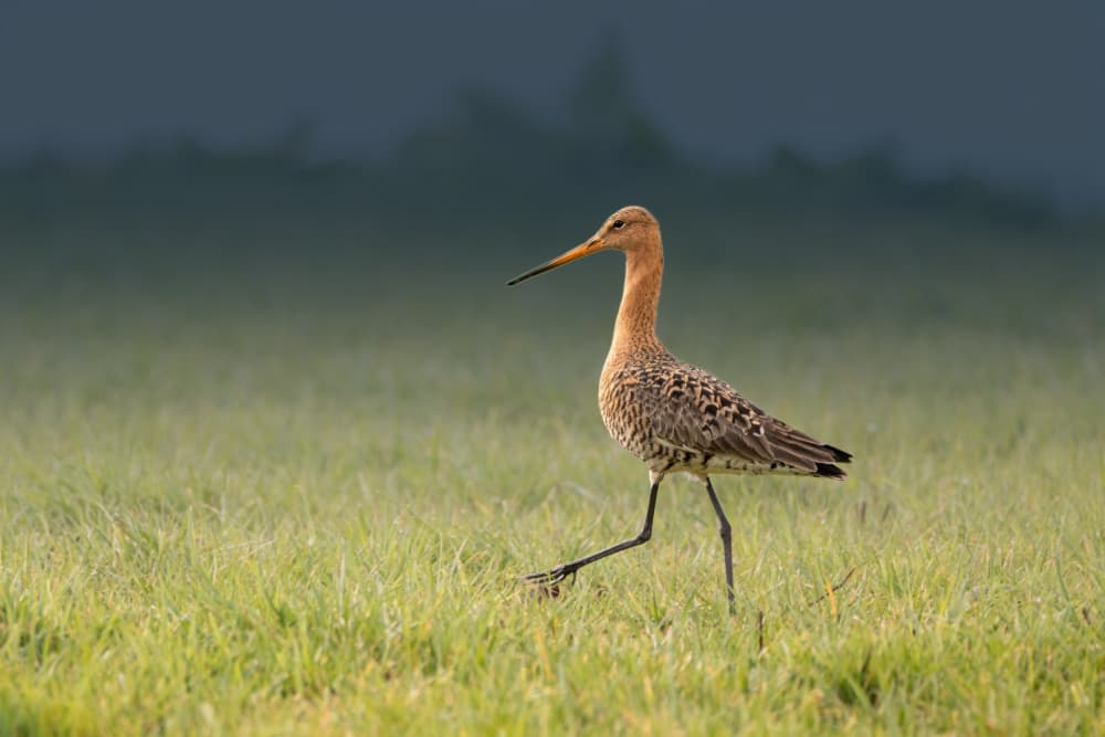 Elegant Wading Bird Walk by Gert J ter Horst — canvas wall art