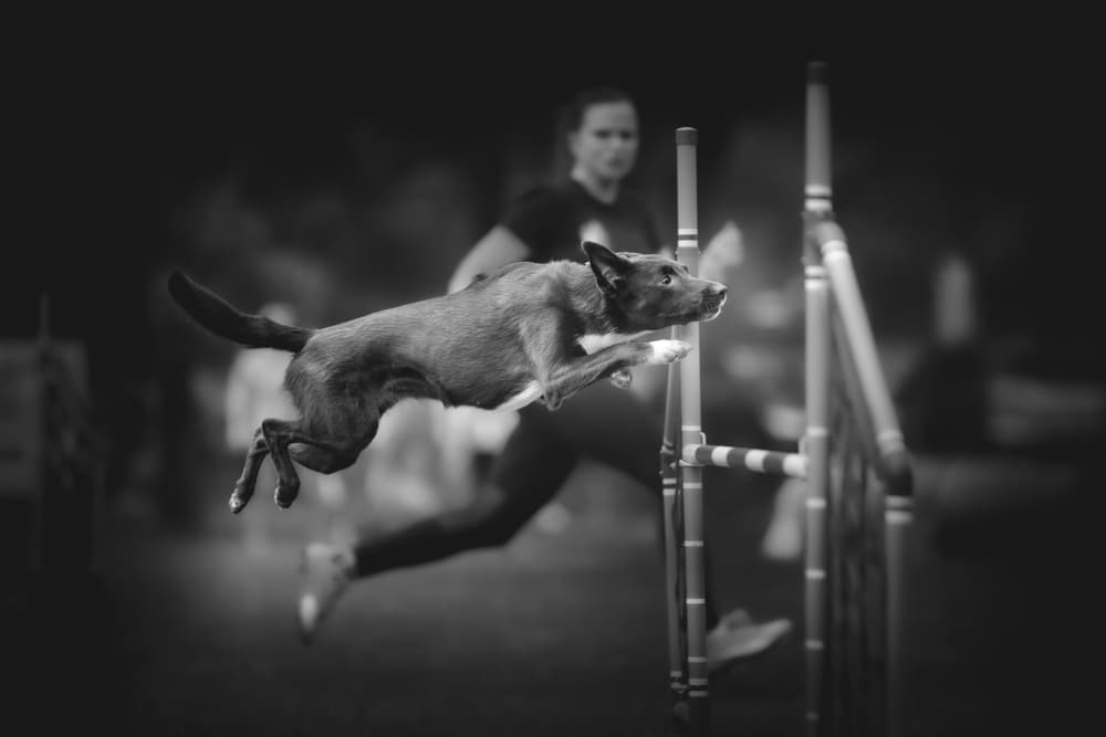Leaping Agility Dog by Pali Gerec — canvas wall art