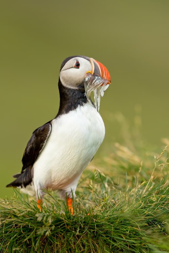 Puffin's Fresh Catch by Milan Zygmunt — canvas wall art