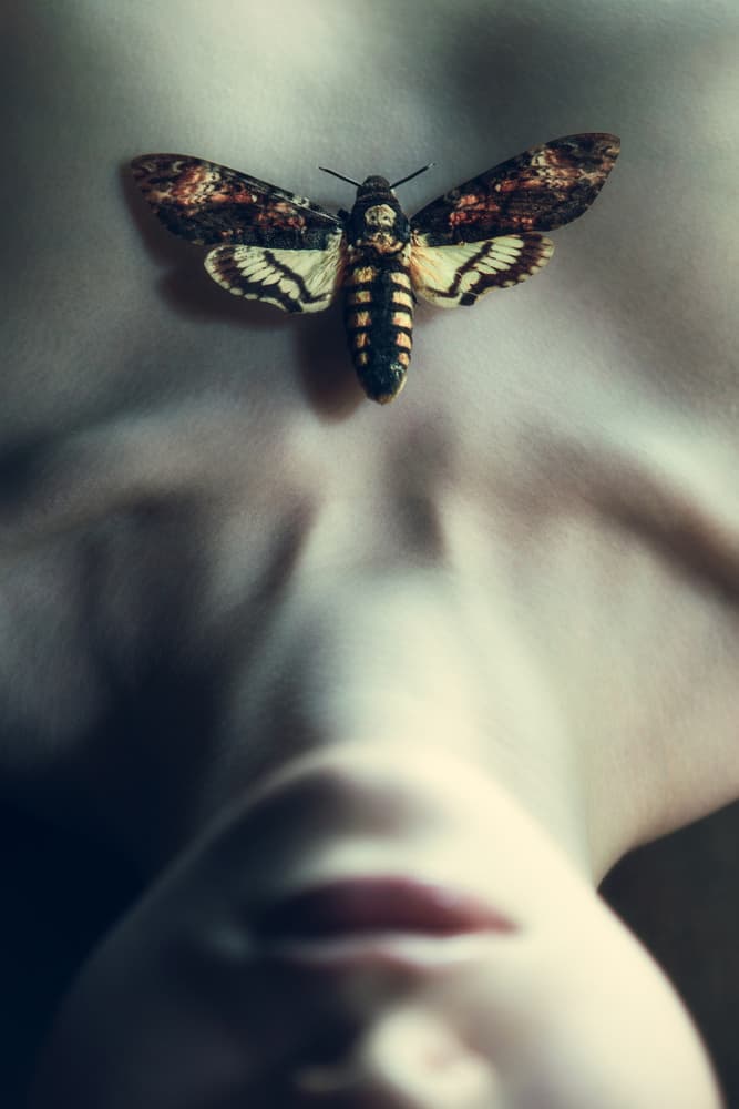 Mysterious Skull Moth by Magdalena Russocka — canvas wall art