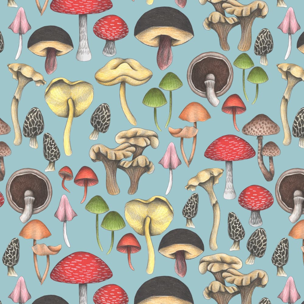 Colorful Forest Fungi by Cecilia Battaini — canvas wall art