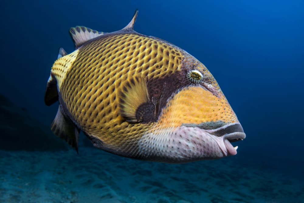 Golden Scaled Triggerfish by Barathieu Gabriel — canvas wall art