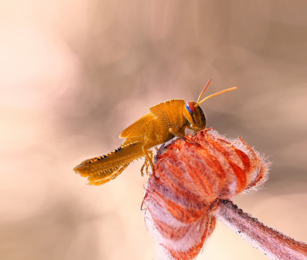 Delicate Golden Grasshopper by Thierry Dufour — canvas wall art