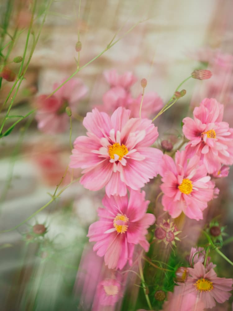 Moving Flowers 11 by Raisa Zwart — canvas wall art