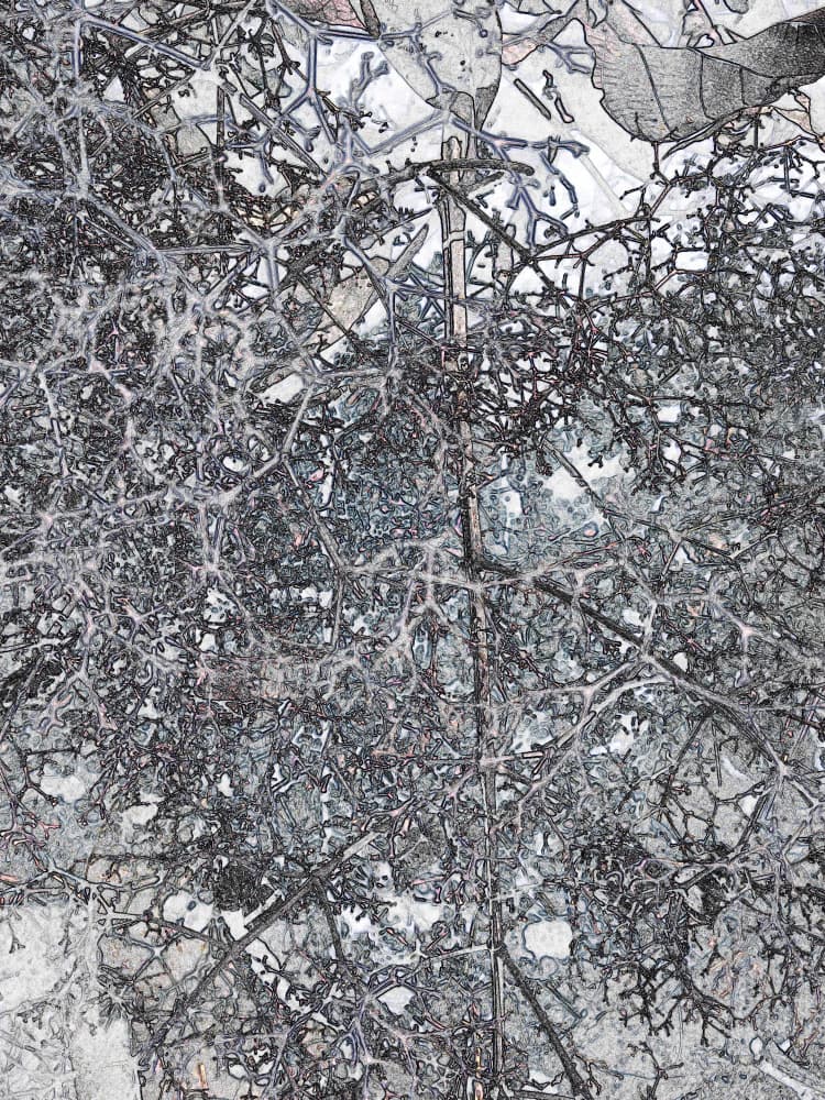 Frosted Winter Branches by Santhosh ch — canvas wall art
