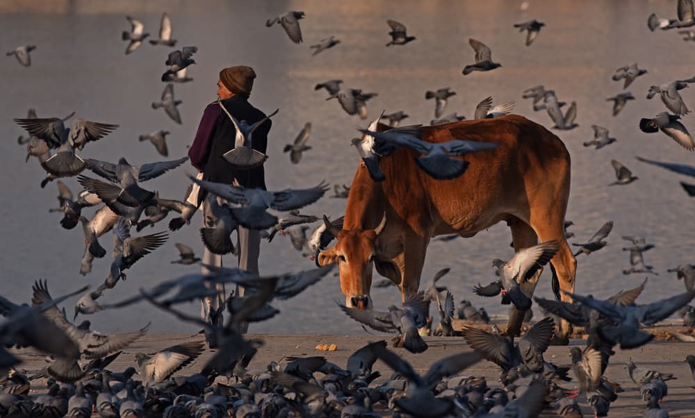 Riverbank Birds and Cow by Lou Urlings — canvas wall art