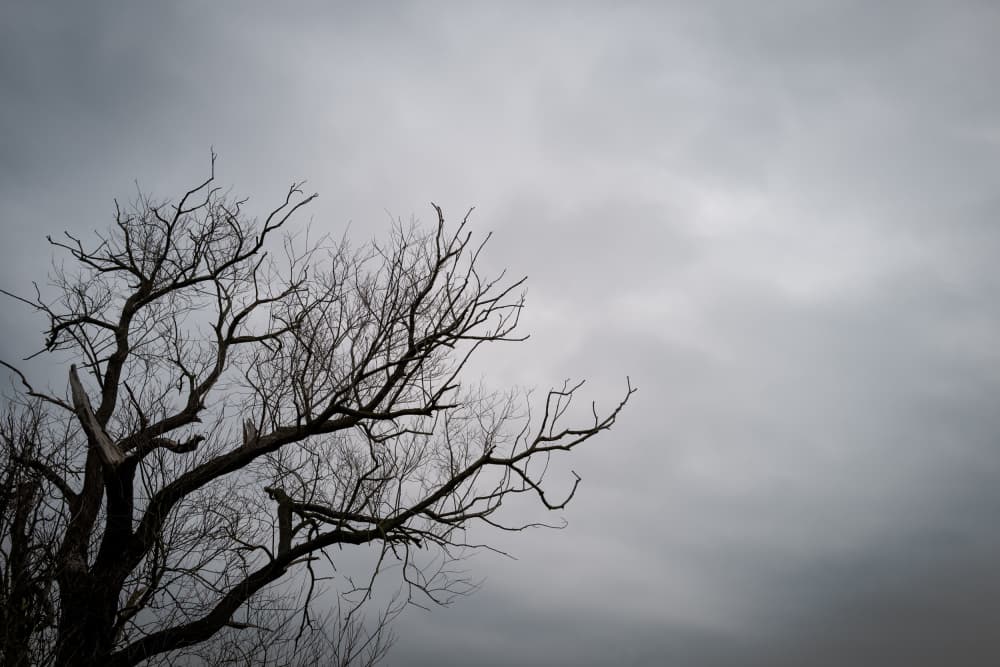 Stark Winter Tree Sky by Imaginative — canvas wall art