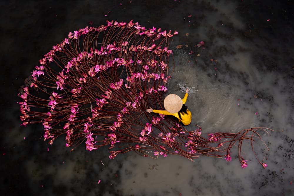 Pink Lotus Fan by Tran Van Truong — canvas wall art