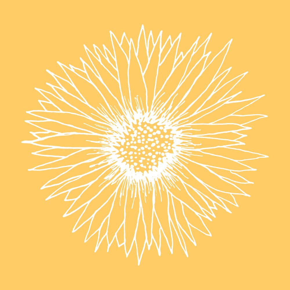 Line Art Sunflower 2 by Kristian Gallagher — canvas wall art