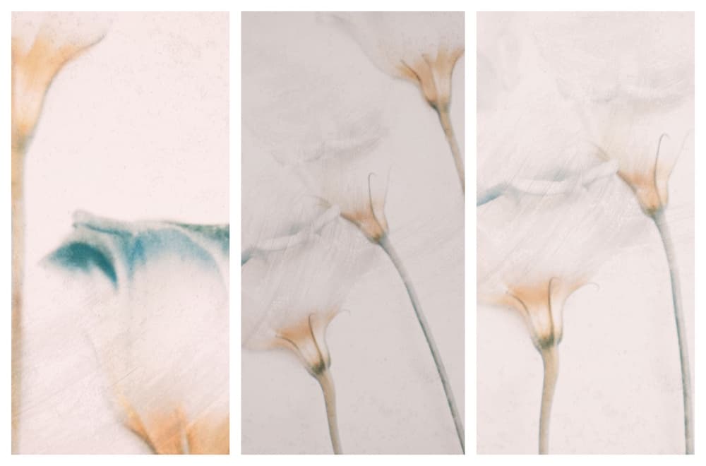 Ethereal Floral Dream by Delphine Devos — canvas wall art