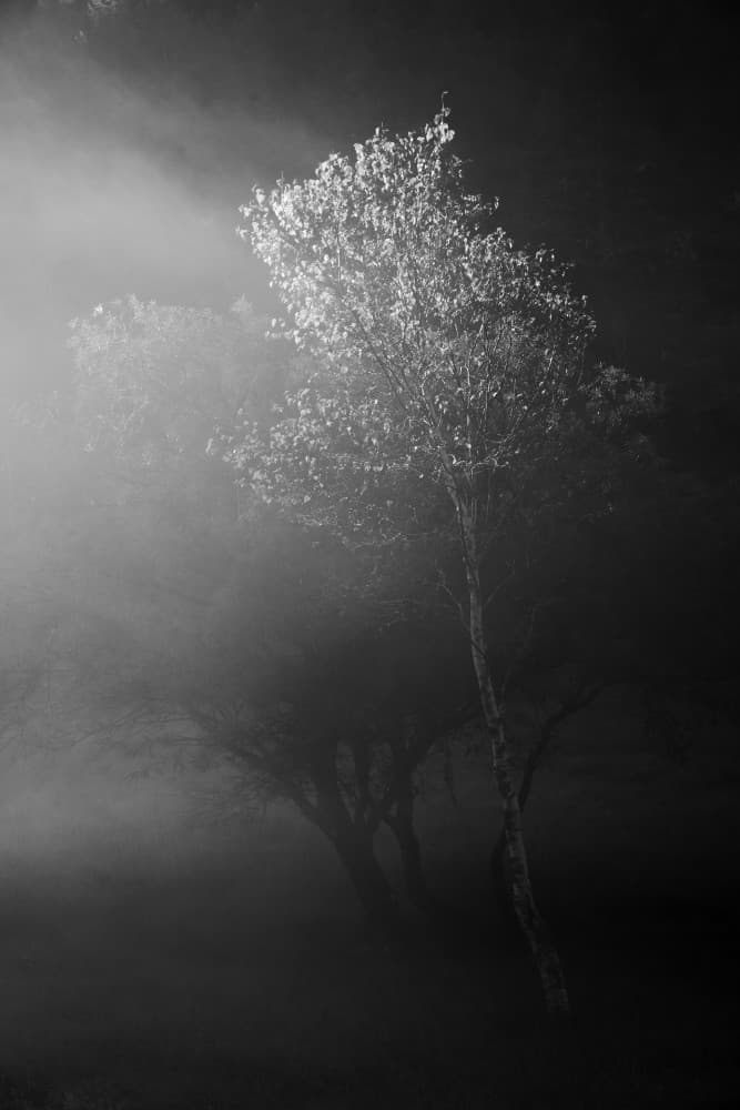 Illuminated Tree In Fog by Masaki Sugita — canvas wall art
