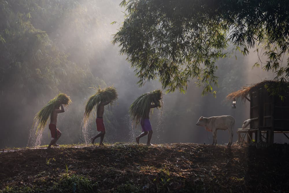 Rural Morning Harvest by Sally Widjaja — canvas wall art