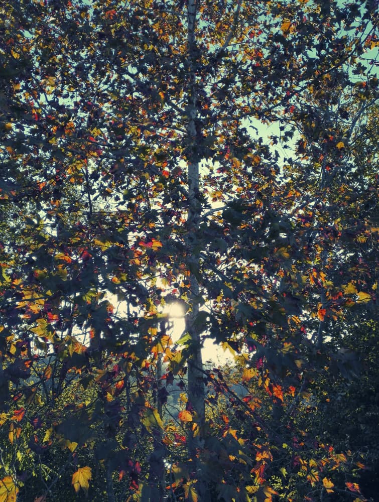 Golden Autumn Light by Angelo Cerantola — canvas wall art
