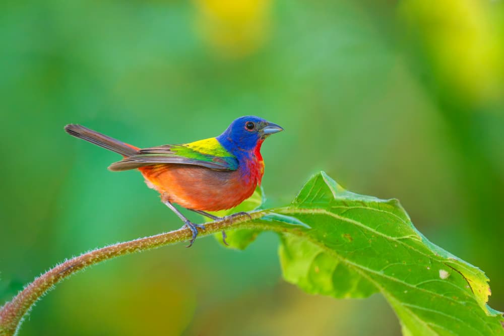 Vibrant Painted Bunting by Mike He — canvas wall art