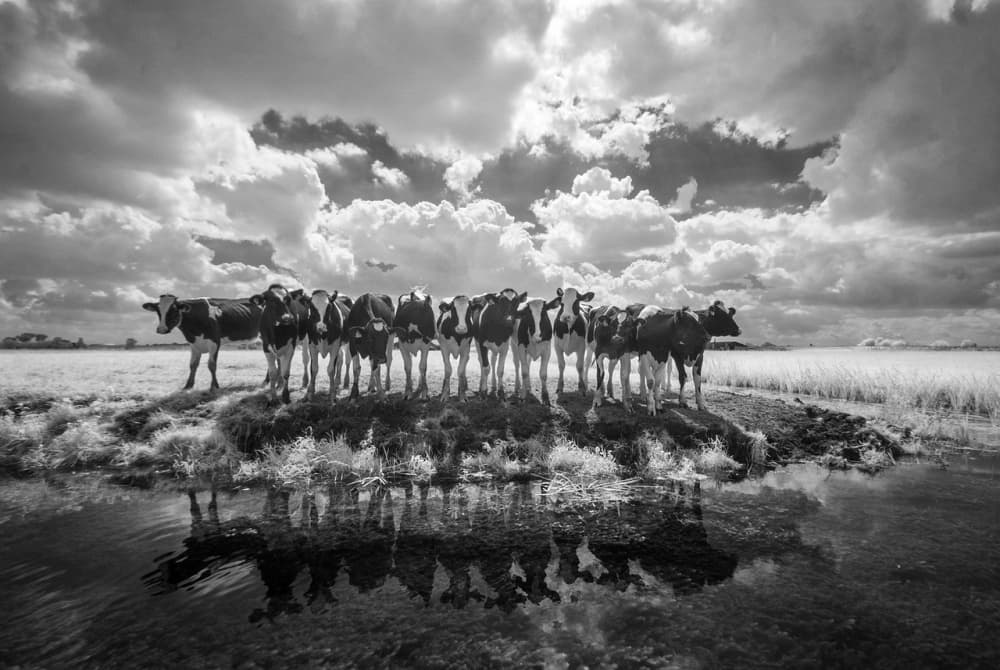Cattle Beneath Clouds by Gert van den Bosch — canvas wall art