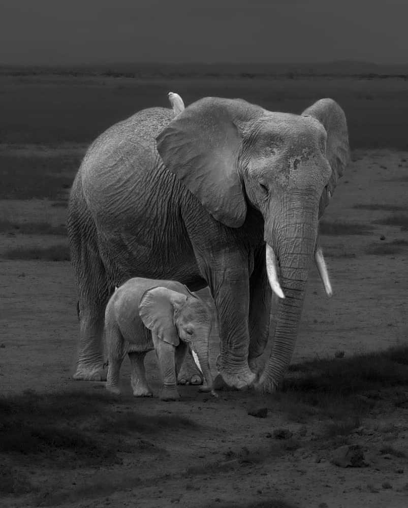Elephant Mother and Calf by DonnaHom APA — canvas wall art