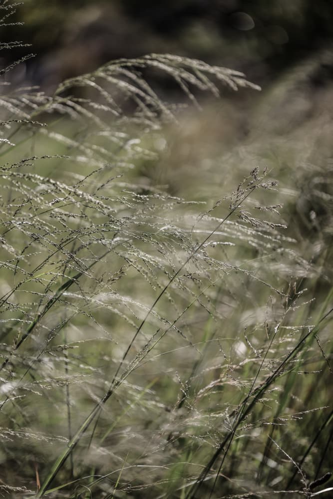 Still Breeze by Shot by Clint — canvas wall art