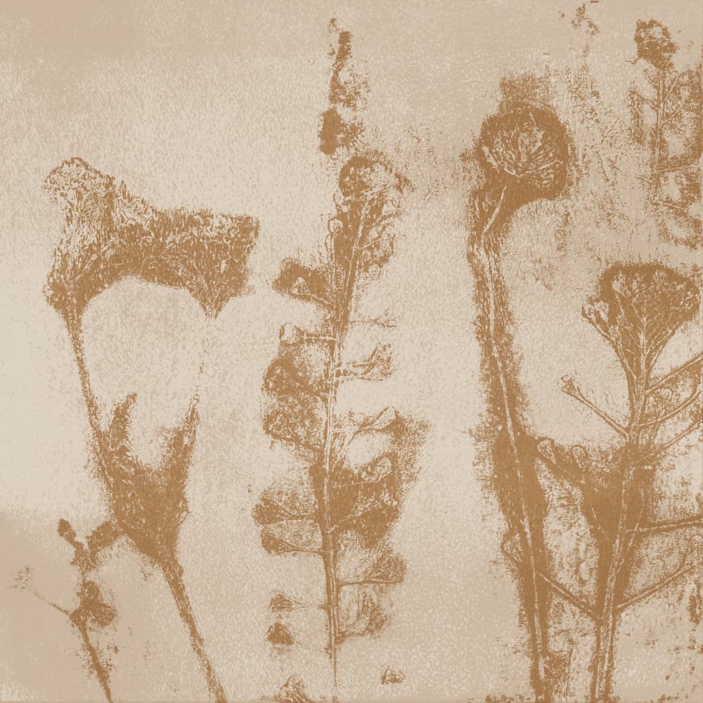 Sepia Botanical Impressions by Dina Dankers — canvas wall art