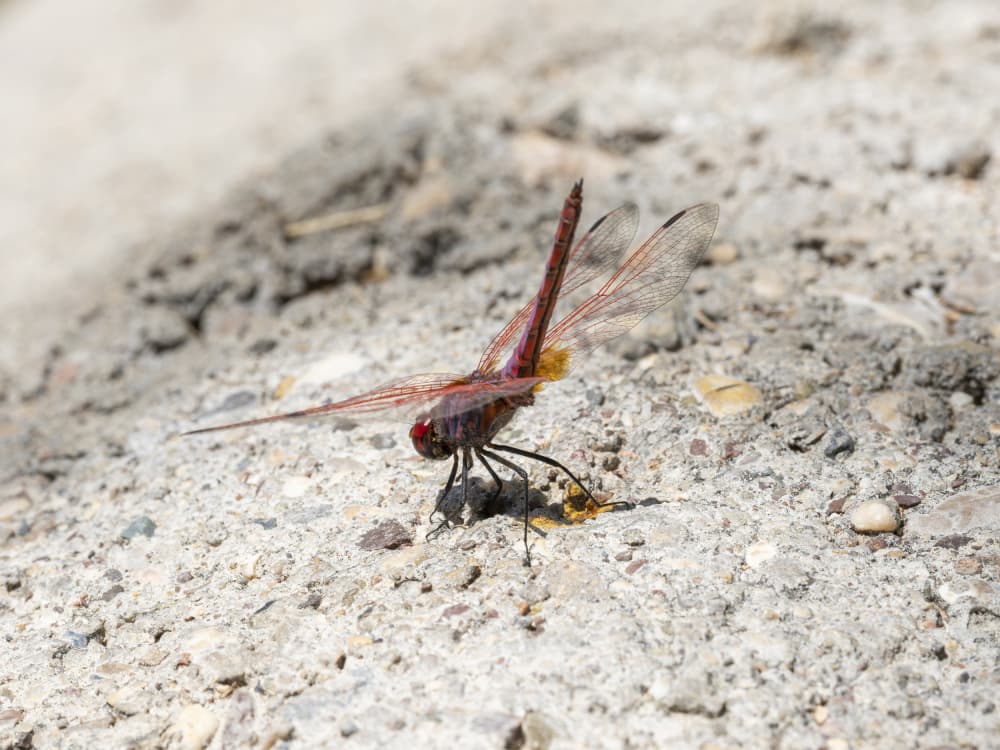 Red Dragonfly Resting by engin akyurt — canvas wall art