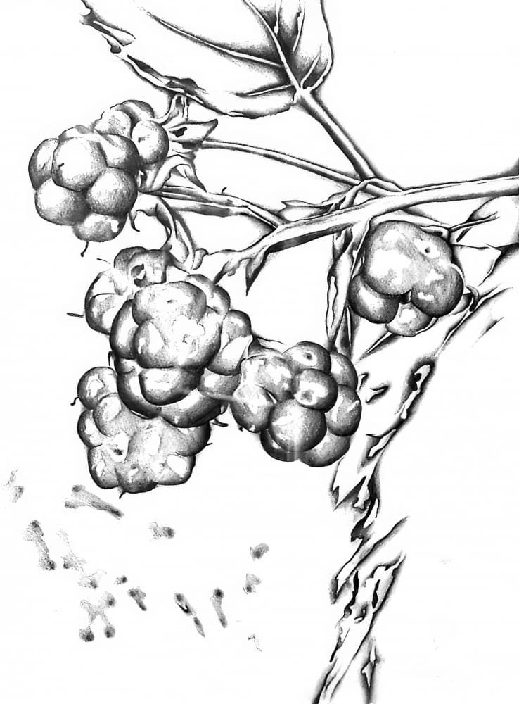 Fresh Berry Drawing by Kulik — canvas wall art