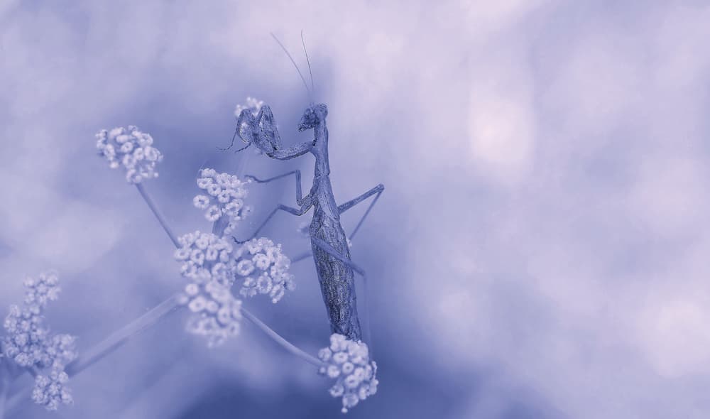 Serene Praying Mantis by Thierry Dufour — canvas wall art