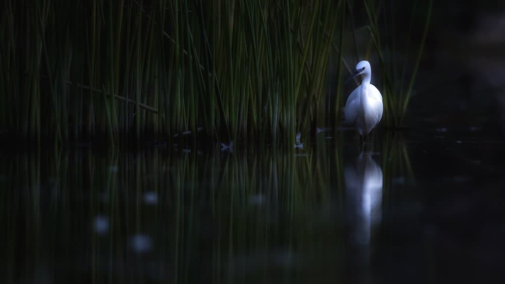 Egret in Dark Water by David Manusevich — canvas wall art
