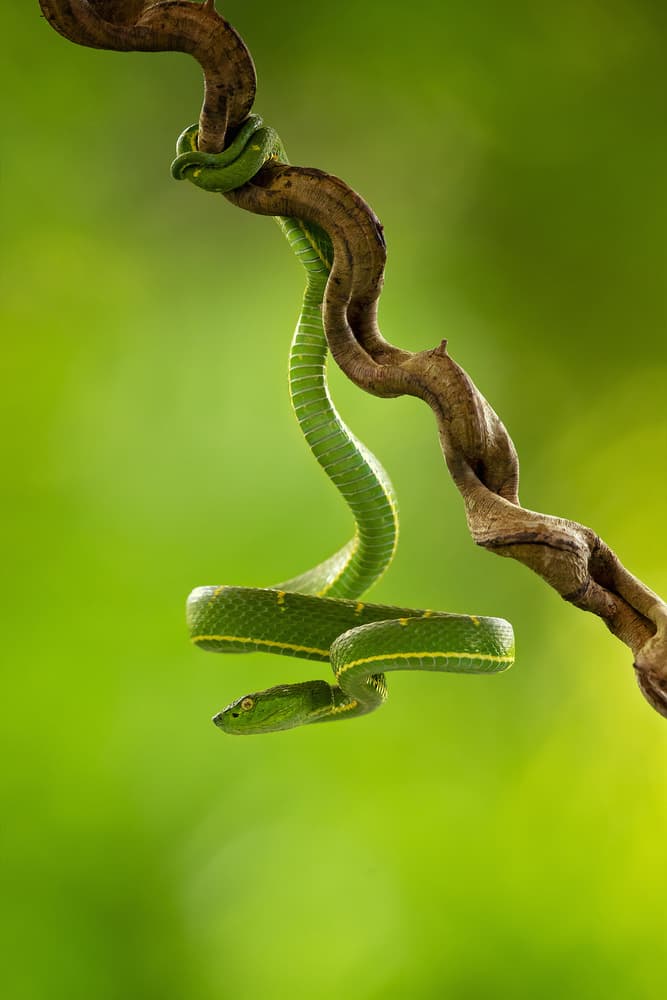 Hanging Green Viper by Milan Zygmunt — canvas wall art