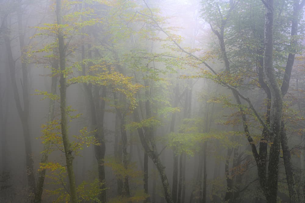 Misty Autumn Forest by Franco Ameli — canvas wall art