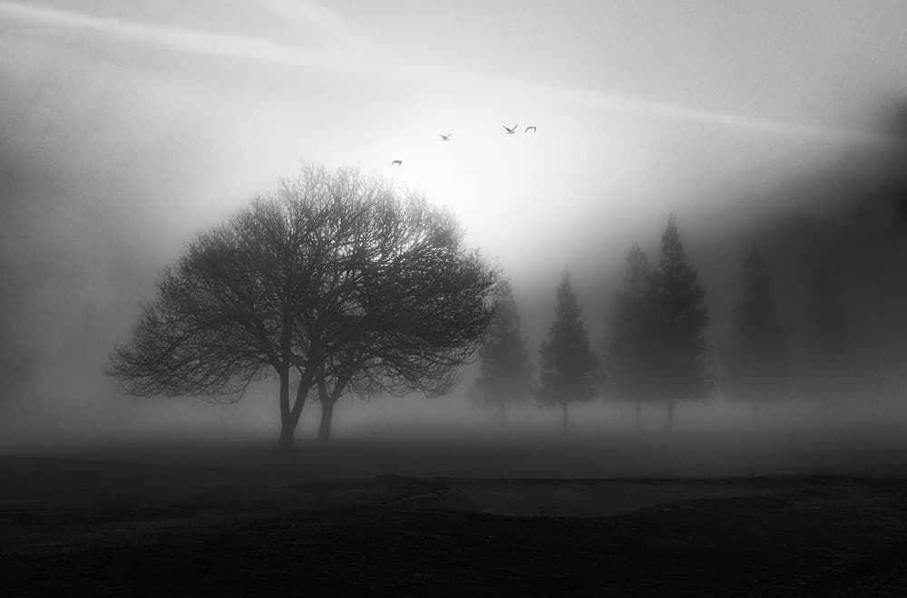 Misty Morning Tree by Aidong Ning — canvas wall art